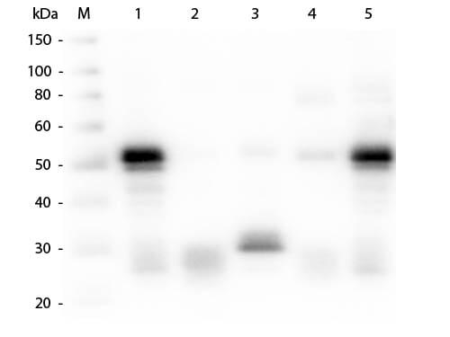 Rabbit IgG (H+L chain) Goat Polyclonal Antibody