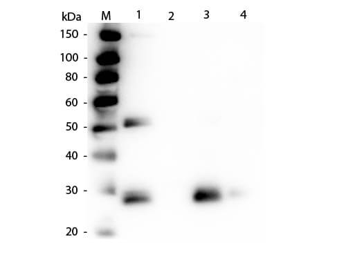 Western Blot of Anti-Rat IgG F(ab')2 (RABBIT) Antibody (p/n R1374P). Lane M: 3 μl Molecular Ladder. Lane 1: Rat IgG whole molecule (p/n 012-0102). Lane 2: Rat IgG F(c) Fragment (p/n 012-0103). Lane 3: Rat IgG Fab Fragment (p/n 012-0105). Lane 4: Rat IgM Whole Molecule (p/n 012-0107). All samples were reduced. Load: 50 ng per lane. Block: MB-070 for 30 min at RT. Primary Antibody: Anti-Rat IgG F(ab')2 (RABBIT) Antibody (p/n R1374P) 1:1,000 for 60 min at RT. Secondary Antibody: Anti-Rabbit IgG (GOAT) Peroxidase Conjugated Antibody (p/n 611-103-122) 1:40,000 in MB-070 for 30 min at RT. Predicted/Observed Size: 25 and 55 kDa for Rat IgG, 25 kDa for F(c) and Fab, 78 and 25 kDa for IgM. Rat F(c) migrates slightly higher.