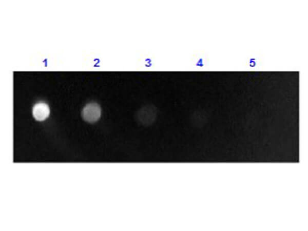 Sheep IgG F(ab)2 specific Rabbit Polyclonal Antibody