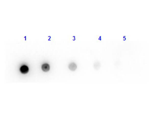 Mouse IgG (H+L chain), Fab Fragment Goat Polyclonal Antibody