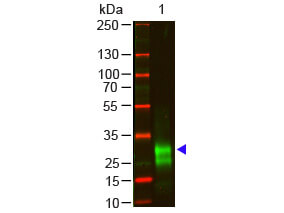 Western Blot of Goat anti-F(ab')2 Rabbit IgG F(ab')2 Antibody Pre-Adsorbed.  Lane 1:  Rabbit IgG F(ab')2 (p/n 011-0104).    Load:  100 ng per lane.  Primary antibody: F(ab')2 Rabbit IgG F(ab')2 Antibody Pre-Adsorbed at 1:1000 o/n at 4°C.  Secondary antibody:  DyLight™ 800 Donkey anti-goat (p/n 605-745-002) at 1:20,000 for 30 min at RT.  Block:  MB-070 for 30 min at RT.  Predicted/Observed size:  28 kDa, 28 kDa.  Other band(s):  antigen breakdown.
