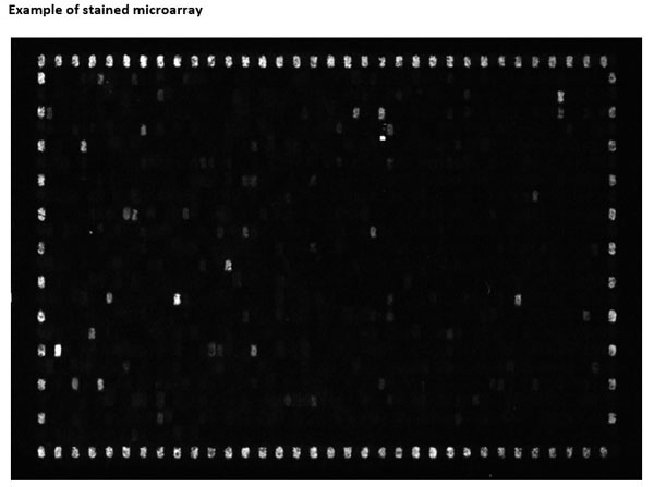 702 Peptides are printed in duplicates randomly distributed on the microarray. Control peptides (HA and FLAG controls) are located in a square surrounding the peptides of interest. As secondary antibody DyLight™ 549 conjugated goat anti-human IgG antibody and for the FLAG control peptide a mouse anti-FLAG-Cy3 antibody were used; microarrays were read using a Fujifilm Life Science FLA-5100 imaging system with a SHG 532nm (green) diode laser and an LPG filter. Fig e1. PMID: 26894206.