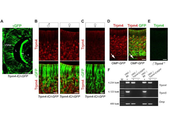 Double labeling of Trpm4 (red) and τGFP (green). Trpm4 is expressed in VSNs of sexually naïve male and female mice. (A) τGFP immunostaining (green) in a coronal cryosection of the left VNO of a 7-week-old Trpm4-IC/eR26-τGFP mouse reports widespread Trpm4 gene expression in sensory neurons and in supporting cells of the VNE. τGFP-IR is also present in cells of the non-sensory (ns) epithelium and in vascular endothelial cells. (B) Magnification of the VNE of male (♂) and female (♀) Trpm4-τGFP reporter mice show that Trpm4 protein (red) colocalizes with τGFP fluorescence (green) in VSNs but is absent in supporting cells. (C) In about 50% of females, VSNs were devoid of Trpm4 protein despite the presence of τGFP. (D) The vast majority of Trpm4+ VSNs (red) colocalizes with the olfactory marker protein (OMP, green), a marker for mature VSNs, in somata, dendrites and dendritic knobs, but not in VSN axon bundles (arrows). (E) The specificity of the Trpm4 antibody is verified by the absence of immunoreactivity in the VNO of Trpm4−/− male mice. (F) RT-PCR analysis of Trpm4 and Trpm5 mRNA prepared from whole VNO and from isolated VSNs (7–10 cells/sample) of male and female B6 and Trpm4-IC/eR26-τGFP mice. Sequence analysis confirmed that the 4.2 kb Trpm4 amplicon (arrowhead) in each sample encodes full-length Trpm4 mRNA. The 4.1 kb Trpm5 amplicon (arrowhead) encoding the full-length Trpm5 mRNA was only detected in whole VNO but absent in isolated VSNs. Identity of dissociated VSNs was verified by RT-PCR for olfactory marker protein (Omp). Control reactions omitting reverse transcriptase (−RT) showed no PCR products ruling out genomic DNA contamination. Scale bars (A) 200 μm, (B-E) 20 μm. Fig. 2.  PMID: 32298804.