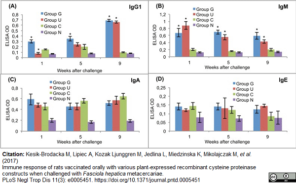 <strong>Published customer image:</strong> <br>Horseradish peroxidase conjugated Goat anti Rat IgM antibody (<strong>AP05382PU-NP</strong>) used to evaluate post challenge antibody response in rats by ELISA.<br><strong>Image caption:</strong><br>Post-challenge serum antibody isotype responses of vaccinated and control rats to recombinant cysteine proteinase.<br>(A) IgG1. (B) IgM. (C) IgA. (D) IgE. Group G–Lyophilised lettuce expressing the mature CPFhW enzyme flanked by Gly-rich linkers; Group U–Lyophilised lettuce expressing the mature CPFhW protein fused with ubiquitin; Group C–Lyophilised control lettuce; Group N–None. At each timepoint, four rats from each group were euthanised and dissected. *Indicates significantly increased numbers of cells (p<0.05). Error bars indicate standard deviation.<br><br>From: Citation: Kesik-Brodacka M, Lipiec A, Kozak Ljunggren M, Jedlina L, Miedzinska K, Mikolajczak M, <em>et al</em>. (2017)<br>Immune response of rats vaccinated orally with various plant-expressed recombinant cysteine proteinase constructs when challenged with <em>Fasciola hepatica</em> metacercariae.<br><a href="https://www.ncbi.nlm.nih.gov/pubmed/28333957"target="_blank">PLoS Negl Trop Dis 11(3): e0005451</a>.