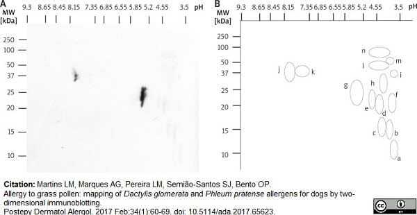 <strong>Published customer image:</strong> <br>Biotin conjugated Mouse anti Canine IgE antibody, clone E6-71-A1 (<strong>SM1499B</strong>) used for the detection of canine IgE in sera on two dimensional immunoblots<br><strong>Image caption:</strong><br>A – IgE immunoblot from D. glomerata 2-D separation, revealed with biotin-ExtrAvidin-alkaline phosphatase anti-dog-IgE. Dog <em>D. glomerata</em> allergogram with a pool of sera. B – Two-dimensional diagram from dog <em>D. glomerata</em> allergogram in Figure 3 A. Recognized allergen spots are identified from a to n<br><br>From: Martins LM, Marques AG, Pereira LM, Semi&atilde;o-Santos SJ, Bento OP.<br>Allergy to grass pollen: mapping of <em>Dactylis glomerata</em> and <em>Phleum pratense</em> allergens for dogs by two-dimensional immunoblotting. <br><a href="https://www.ncbi.nlm.nih.gov/pubmed/28261033"target="_blank">Postepy Dermatol Alergol. 2017 Feb;34(1):60-9</a>.