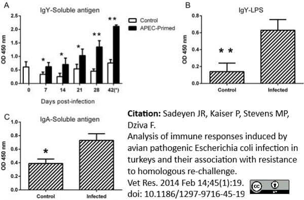 <strong>Published customer image:</strong> <br>Horseradish peroxidase conjugated Goat anti Chicken IgA antibody (<strong>AAI28P</strong>) used for the measurement of IgA levels by ELISA.<br><strong>Image caption:</strong><br>Antibody levels in APEC- and mock-infected birds following primary infection and after homologous re-challenge. The levels were measured by ELISA using different antigens; IgY levels against soluble &chi;7122nal<sup>R</sup> antigens (A), IgY levels against O78 LPS purified from &chi;7122nal<sup>R</sup> (B) and IgA levels measured against soluble &chi;7122nal<sup>R</sup> antigens (C). At 0, 7, 14, 21, and 28 days post-primary infection, five birds per group were sampled and ten birds per group were sampled after re-challenge (day 42). The data in panels B and C reflect levels at post-mortem examination on day 42, one day after re-challenge. * = P &#x2264; 0.05; ** = P &#x2264; 0.01.<br><br>From: Sadeyen JR, Kaiser P, Stevens MP, Dziva F.<br>Analysis of immune responses induced by avian pathogenic <em>Escherichia coli</em> infection in turkeys and their association with resistance to homologous re-challenge.<br><strong><a href="https://pubmed.ncbi.nlm.nih.gov/24524463/"target="_blank" rel="noopener">Vet Res. 2014 45:19</a></strong>.<br>doi: 10.1186/1297-9716-45-19.<br>This image is from an open access article distributed under the terms of the <a href="https://creativecommons.org/licenses/by/4.0/"target="_blank">Creative Commons Attribution License</a>.