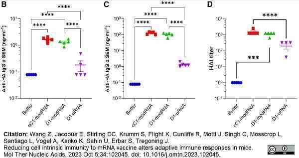 <strong>Published customer image:</strong> <br>Goat anti Mouse lambda light chain antibody (<strong>SP2185P</strong>) used as a coating reagent in ELISA for determination of mouse antibody levels in serum samples.<br><strong>Image caption:</strong><br>Inflammation after immunization with unmodified mRNA is associated with dampened adaptive immune responses.<br>Blood was collected for analysis of HA specific antibody 21 days (B) and 42 days (C) after study start; 42 days after the study, spleens were collected and assessed for HA specific T cells by ELISPOT (D).<br><br>From: Wang Z, Jacobus EJ, Stirling DC, Krumm S, Flight KE, Cunliffe RF, Mottl J, Singh C, Mosscrop LG, Santiago LA, Vogel AB, Kariko K, Sahin U, Erbar S, Tregoning JS.<br>Reducing cell intrinsic immunity to mRNA vaccine alters adaptive immune responses in mice.<br><strong><a href="https://pubmed.ncbi.nlm.nih.gov/37876532/"target="_blank" rel="noopener">Mol Ther Nucleic Acids. 2023 Oct 5;34:102045</a></strong>.<br>doi: 10.1016/j.omtn.2023.102045. <br>This image is from an open access article distributed under terms of a <a href="https://creativecommons.org/licenses/by/4.0/"target="_blank" rel="noopener">Creative Commons Attribution License</a>.