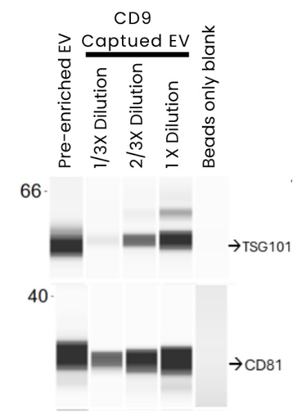 Expression of canonical EV markers TSG101 and CD81 were measured in the pre-enriched and isolated CD9⁺ EVs. All samples were subjected to simple western analysis with antibodies against CD81 (TA343281) and TSG101 (TA385476).