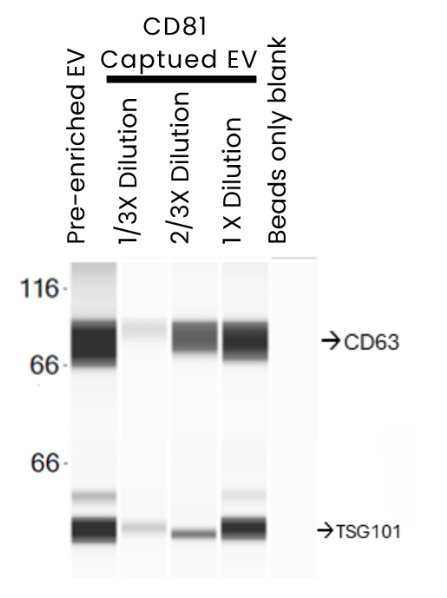 Expression of canonical EV markers TSG101 and CD81 were measured in the pre-enriched and isolated CD9⁺ EVs. All samples were subjected to simple western analysis with antibodies against CD81 (TA343281) and TSG101 (TA385476).