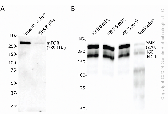 IntactProtein Cell/Tissue Lysis Buffer