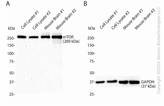 IntactProtein Cell/Tissue Lysis Buffer
