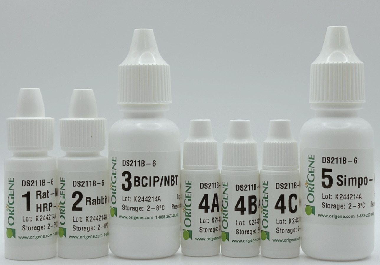 Polink DS-RRt-Hu/Ms B Kit