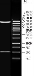 Double digestion of RC207273L3 using SgfI and MluI Double digestion of RC207273L3 using SgfI and MluI