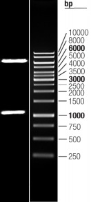 Double digestion of RC222046L1 using SgfI and MluI