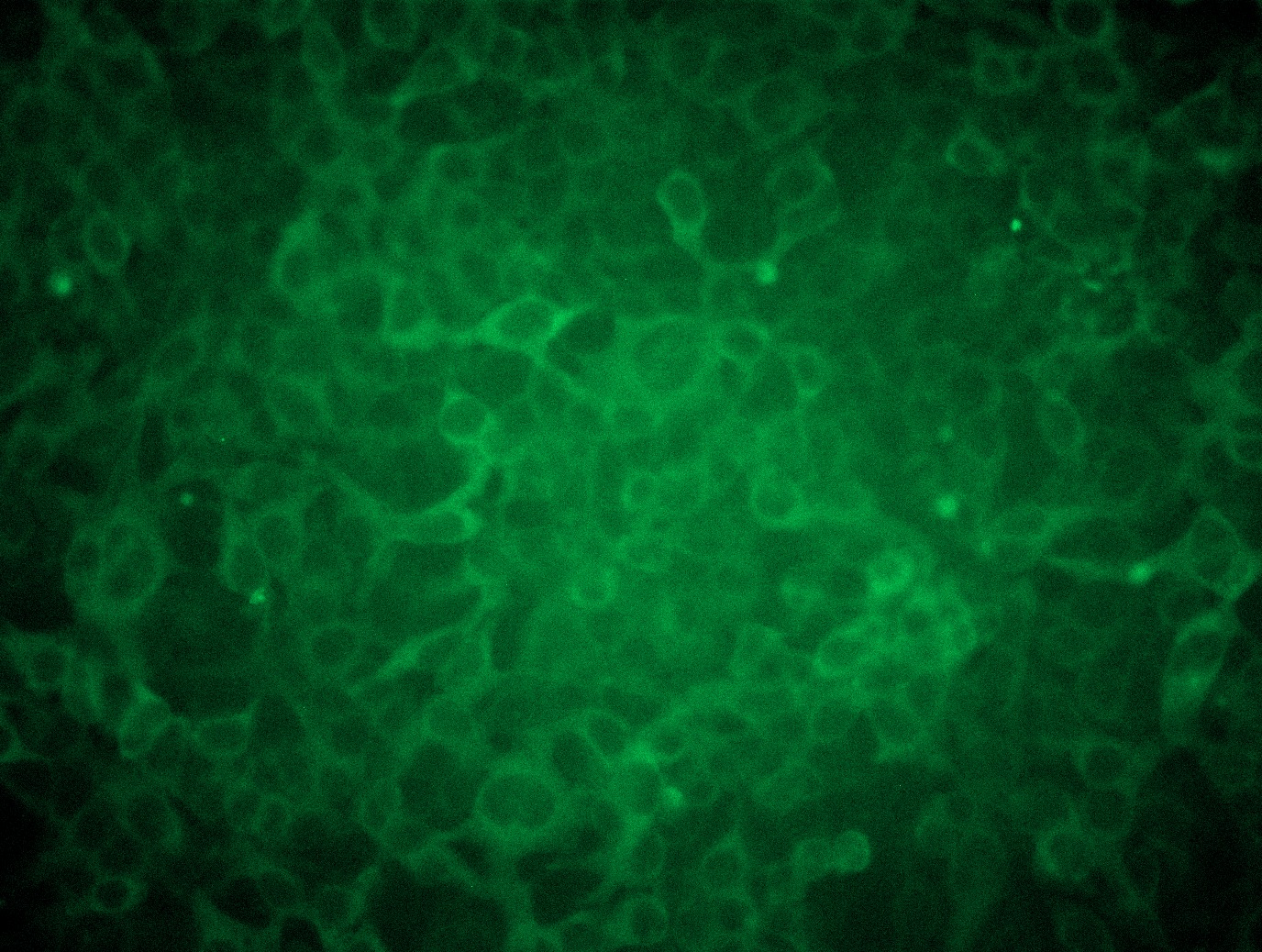 MR224235L3 was used to prepare Lentiviral particles using TR30037 packaging kit. HEK293T cells were transduced with MR224235L3V particle to overexpress human Nrros-Myc-DDK fusion protein.