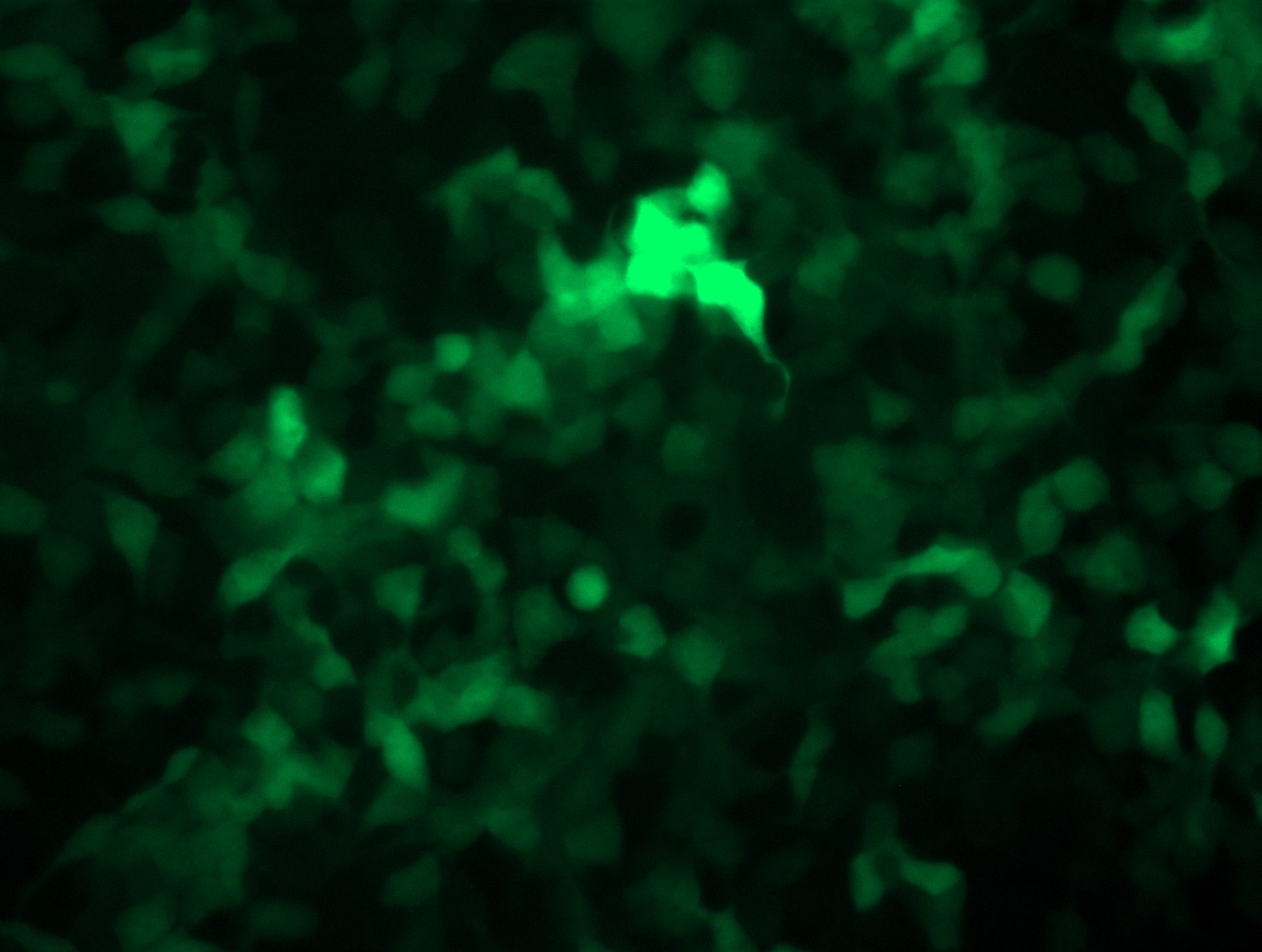 <a href = "https://www.origene.com/catalog/cdna-clones/expression-plasmids/rc201156l4-cdk4-nm-000075-human-tagged-lenti-orf-clone" title="RC201156L4" class="">RC201156L4</a> was used to prepare Lentiviral particles using <a href = "https://www.origene.com/catalog/others/lentiviral-packaging-kits/tr30037-lentiviral-packaging-kits" title="TR30037" class="">TR30037</a> packaging kit. HEK293T cells were transduced with RC201156L4V particle to overexpress human CDK4-mGFP fusion protein.