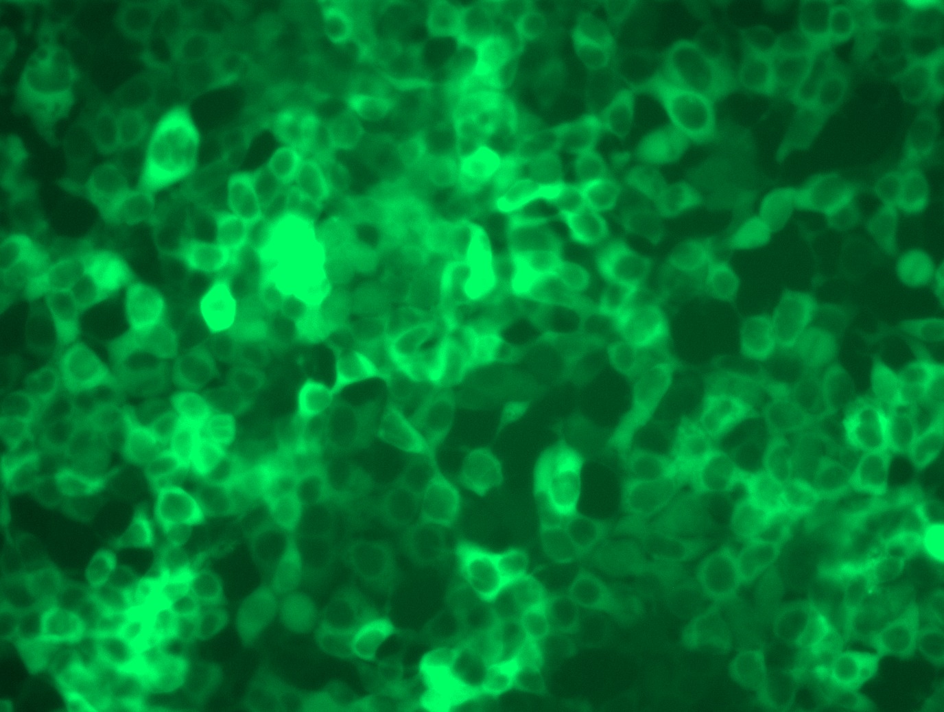 RC201324L4 was used to prepare Lentiviral particles using TR30037 packaging kit. HEK293T cells were transduced with RC201324L4V particle to overexpress human UMPS-mGFP fusion protein.