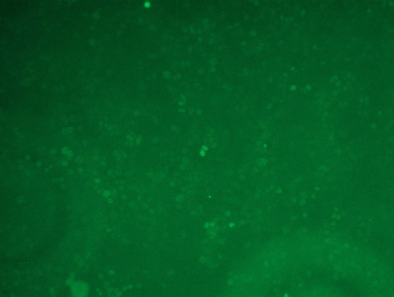 <a href = "https://www.origene.com/catalog/cdna-clones/expression-plasmids/rc201611l1-c-myc-myc-nm-002467-human-tagged-lenti-orf-clone" title="RC201611L1" class="">RC201611L1</a> was used to prepare Lentiviral particles using <a href = "https://www.origene.com/catalog/others/lentiviral-packaging-kits/tr30037-lentiviral-packaging-kits" title="TR30037" class="">TR30037</a> packaging kit. HEK293T cells were transduced with RC201611L1V particle to overexpress human MYC-Myc-DDK fusion protein.