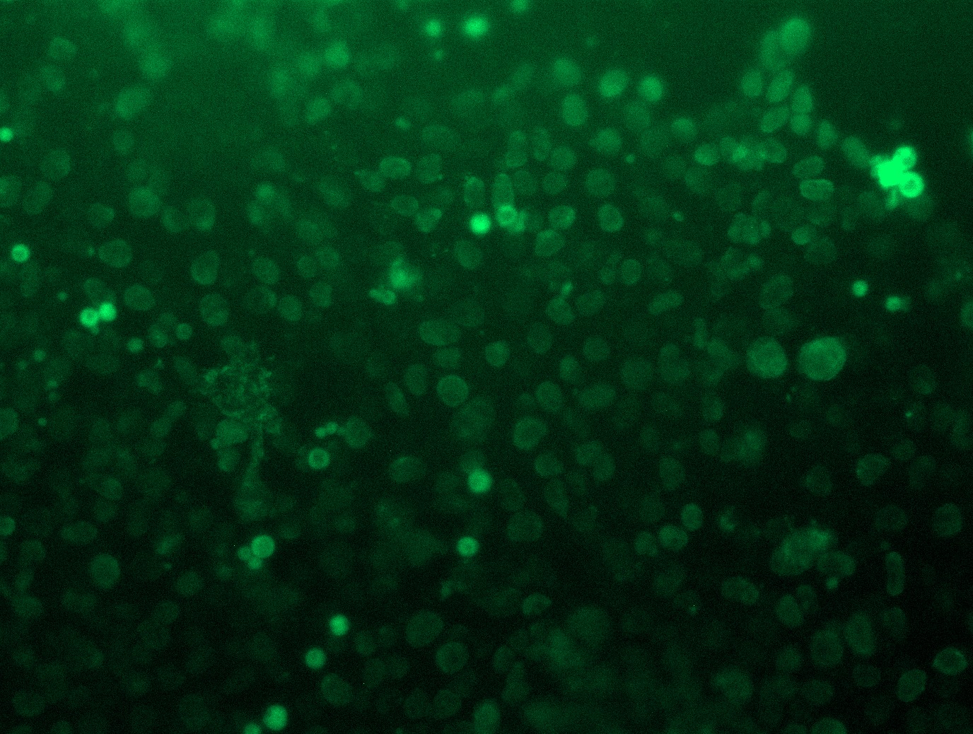 <a href = "https://www.origene.com/catalog/cdna-clones/expression-plasmids/rc201652l3-rtfdc1-rtf2-nm-016407-human-tagged-lenti-orf-clone" title="RC201652L3" class="">RC201652L3</a> was used to prepare Lentiviral particles using <a href = "https://www.origene.com/catalog/others/lentiviral-packaging-kits/tr30037-lentiviral-packaging-kits" title="TR30037" class="">TR30037</a> packaging kit. HEK293T cells were transduced with RC201652L3V particle to overexpress human RTF2-Myc-DDK fusion protein.