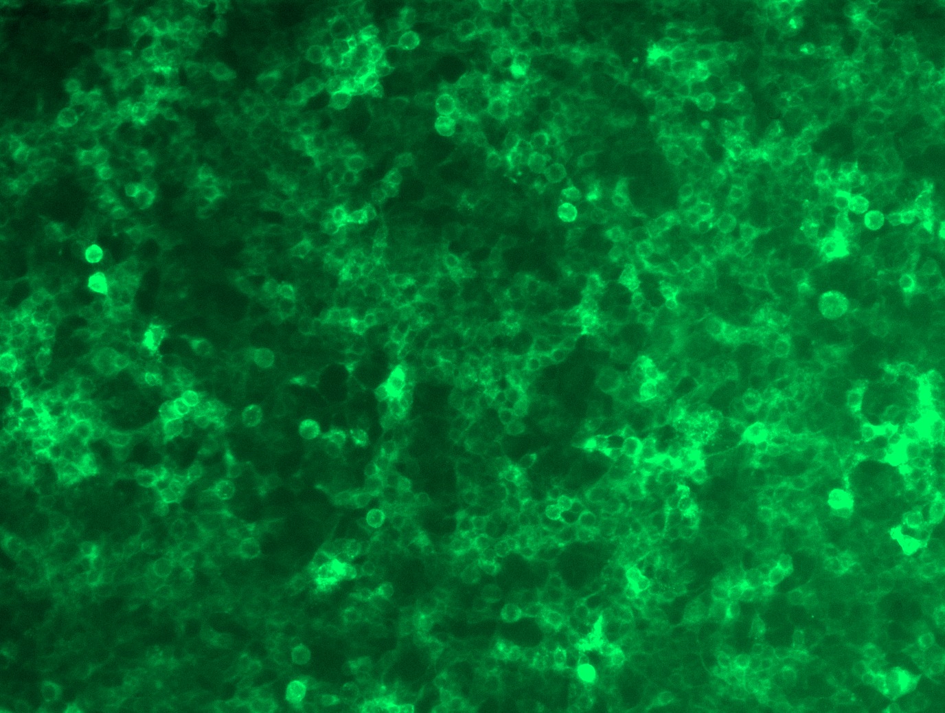 RC202922L2 was used to prepare Lentiviral particles using TR30037 packaging kit. HEK293T cells were transduced with RC202922L2V particle to overexpress human CD19-mGFP fusion protein.