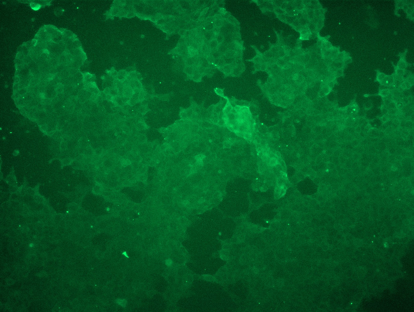 RC204730L3 was used to prepare Lentiviral particles using TR30037 packaging kit. HEK293T cells were transduced with RC204730L3V particle to overexpress human C3AR1-Myc-DDK fusion protein.