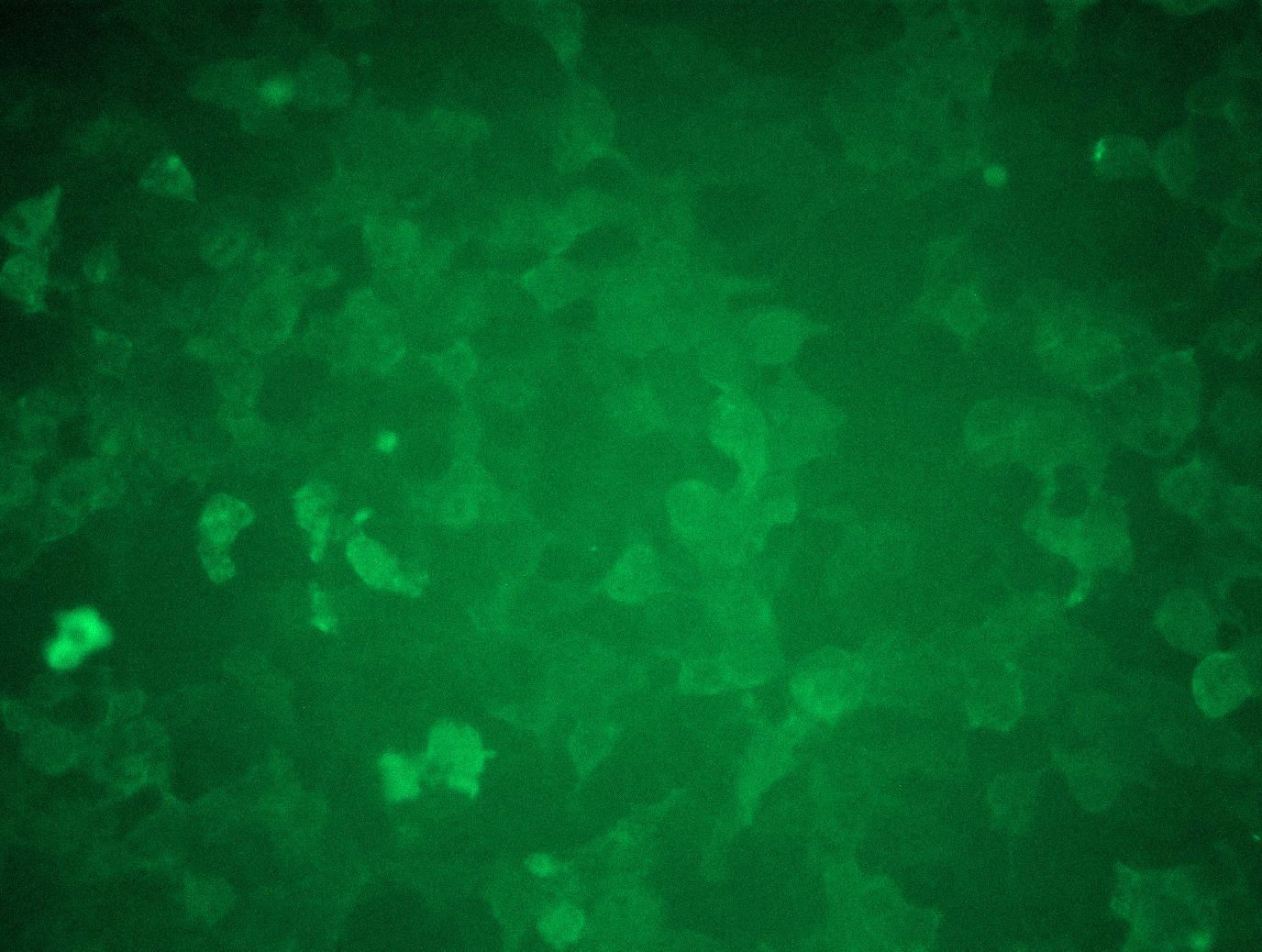 <a href = "https://www.origene.com/catalog/cdna-clones/expression-plasmids/rc205353l3-vps26-vps26a-nm-004896-human-tagged-lenti-orf-clone" title="RC205353L3" class="">RC205353L3</a> was used to prepare Lentiviral particles using <a href = "https://www.origene.com/catalog/others/lentiviral-packaging-kits/tr30037-lentiviral-packaging-kits" title="TR30037" class="">TR30037</a> packaging kit. HEK293T cells were transduced with RC205353L3V particle to overexpress human VPS26A-Myc-DDK fusion protein.