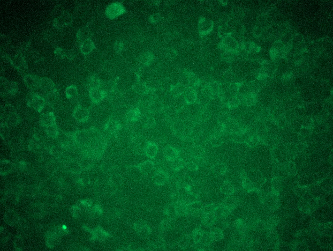 <a href = "https://www.origene.com/catalog/cdna-clones/expression-plasmids/rc205859l3-grp78-hspa5-nm-005347-human-tagged-lenti-orf-clone" title="RC205859L3" class="">RC205859L3</a> was used to prepare Lentiviral particles using <a href = "https://www.origene.com/catalog/others/lentiviral-packaging-kits/tr30037-lentiviral-packaging-kits" title="TR30037" class="">TR30037</a> packaging kit. HEK293T cells were transduced with RC205859L3V particle to overexpress human HSPA5-Myc-DDK fusion protein.