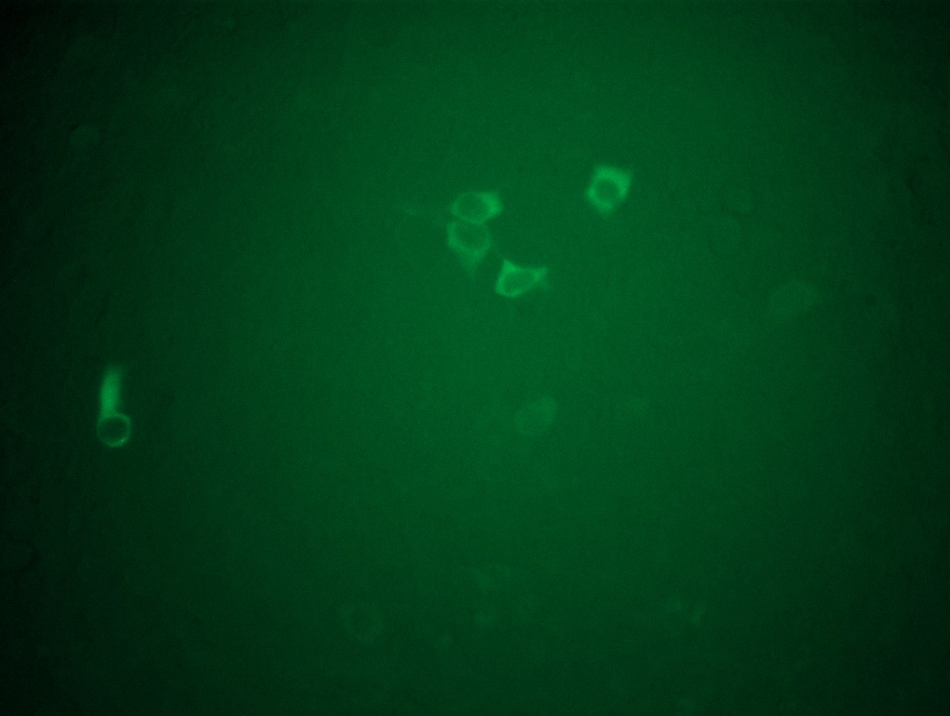 <a href = "https://www.origene.com/catalog/cdna-clones/expression-plasmids/rc205859l4-grp78-hspa5-nm-005347-human-tagged-lenti-orf-clone" title="RC205859L4" class="">RC205859L4</a> was used to prepare Lentiviral particles using <a href = "https://www.origene.com/catalog/others/lentiviral-packaging-kits/tr30037-lentiviral-packaging-kits" title="TR30037" class="">TR30037</a> packaging kit. HEK293T cells were transduced with RC205859L4V particle to overexpress human HSPA5-mGFP fusion protein.