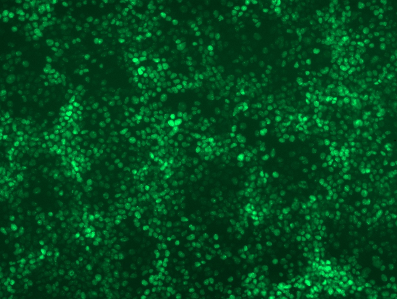 <a href = "https://www.origene.com/catalog/cdna-clones/expression-plasmids/rc206186l4-rybp-nm-012234-human-tagged-lenti-orf-clone" title="RC206186L4" class="">RC206186L4</a> was used to prepare Lentiviral particles using <a href = "https://www.origene.com/catalog/others/lentiviral-packaging-kits/tr30037-lentiviral-packaging-kits" title="TR30037" class="">TR30037</a> packaging kit. HEK293T cells were transduced with RC206186L4V particle to overexpress human RYBP-mGFP fusion protein.