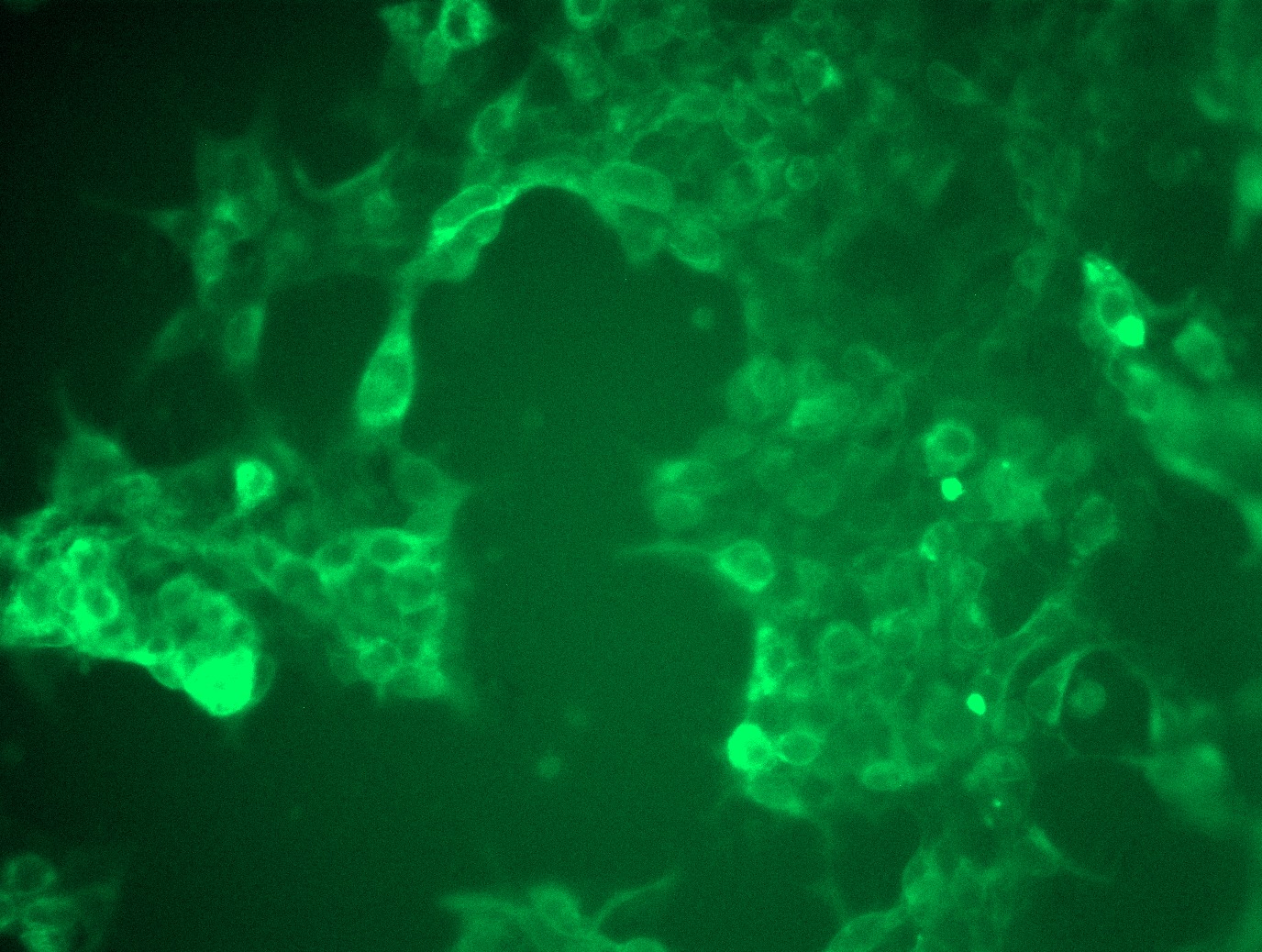 <a href = "https://www.origene.com/catalog/cdna-clones/expression-plasmids/rc209222l3-enpp1-nm-006208-human-tagged-lenti-orf-clone" title="RC209222L3" class="">RC209222L3</a> was used to prepare Lentiviral particles using <a href = "https://www.origene.com/catalog/others/lentiviral-packaging-kits/tr30037-lentiviral-packaging-kits" title="TR30037" class="">TR30037</a> packaging kit. HEK293T cells were transduced with RC209222L3V particle to overexpress human ENPP1-Myc-DDK fusion protein.