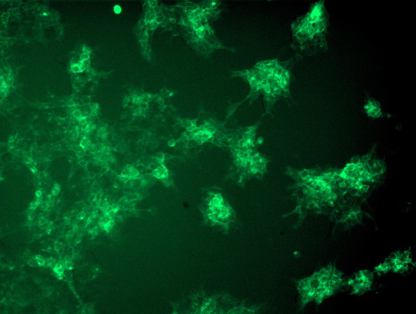 <a href = "https://www.origene.com/catalog/cdna-clones/expression-plasmids/rc209687l4-il7r-alpha-il7r-nm-002185-human-tagged-lenti-orf-clone" title="RC209687L4" class="">RC209687L4</a> was used to prepare Lentiviral particles using <a href = "https://www.origene.com/catalog/others/lentiviral-packaging-kits/tr30037-lentiviral-packaging-kits" title="TR30037" class="">TR30037</a> packaging kit. HEK293T cells were transduced with RC209687L4V particle to overexpress human IL7R-mGFP fusion protein.