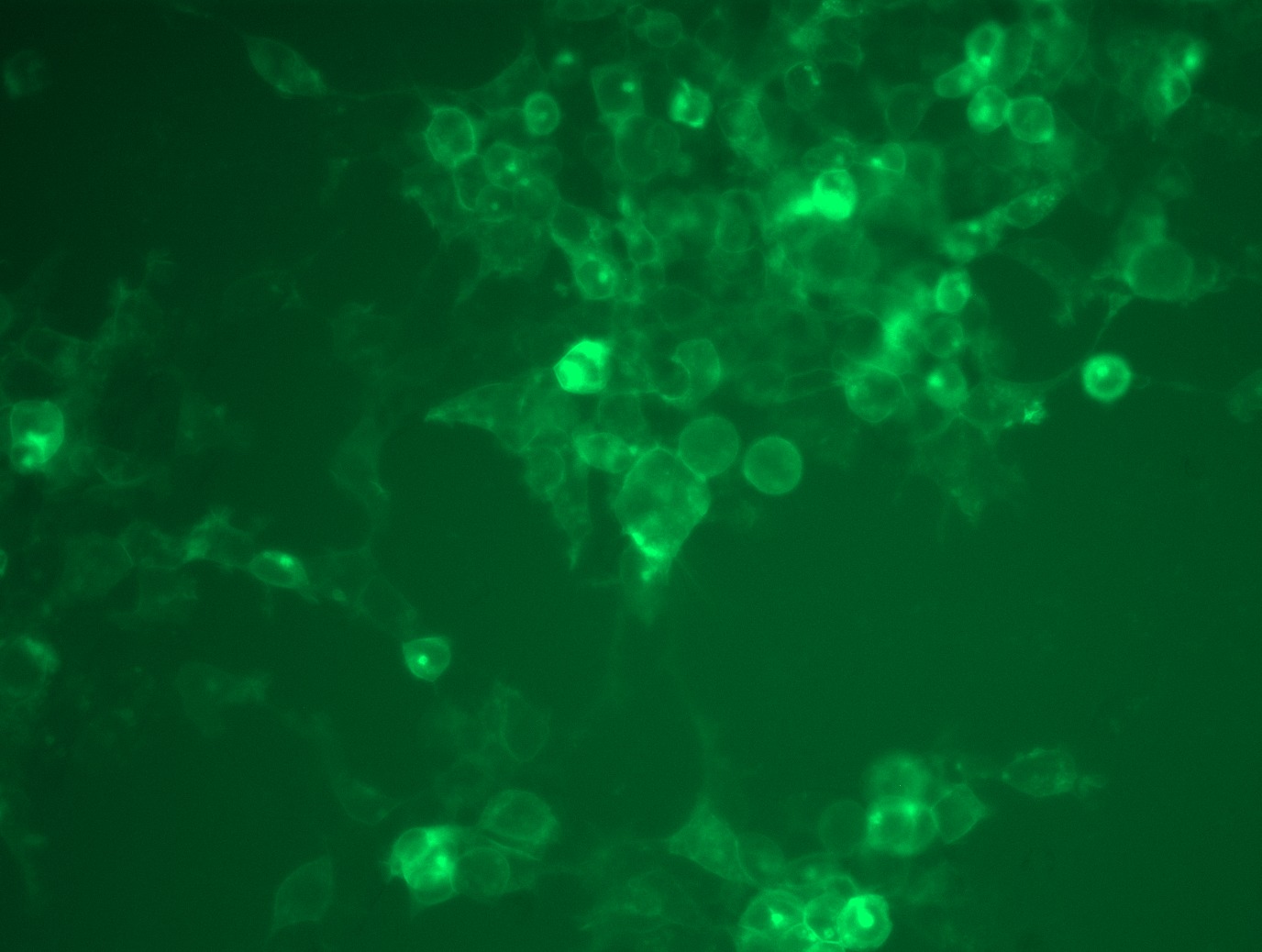 RC210364L4 was used to prepare Lentiviral particles using TR30037 packaging kit. HEK293T cells were transduced with RC210364L4V particle to overexpress human PDCD1-mGFP fusion protein.