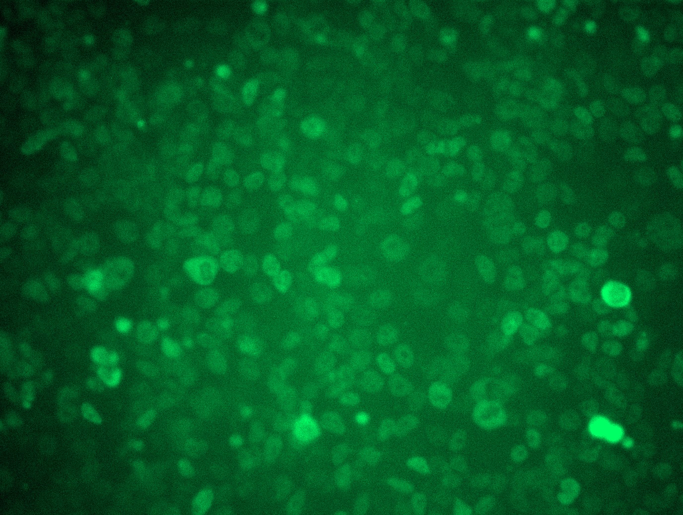 GATA4 (NM_002052) Human Tagged ORF Clone Lentiviral Particle