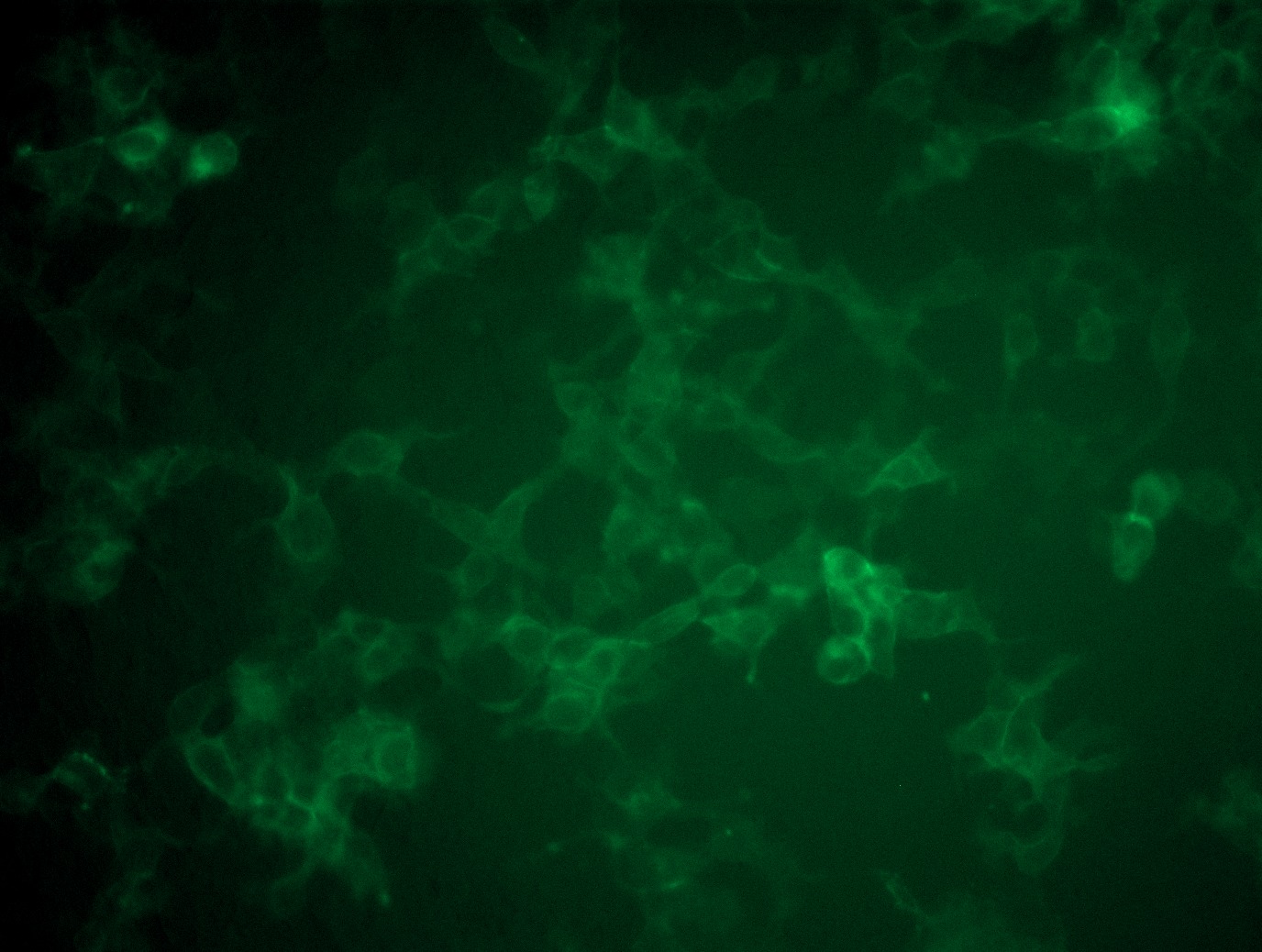 <a href = "https://www.origene.com/catalog/cdna-clones/expression-plasmids/rc212583l4-her2-erbb2-nm-004448-human-tagged-lenti-orf-clone" title="RC212583L4" class="">RC212583L4</a> was used to prepare Lentiviral particles using <a href = "https://www.origene.com/catalog/others/lentiviral-packaging-kits/tr30037-lentiviral-packaging-kits" title="TR30037" class="">TR30037</a> packaging kit. HEK293T cells were transduced with RC212583L4V particle to overexpress human ERBB2-mGFP fusion protein.