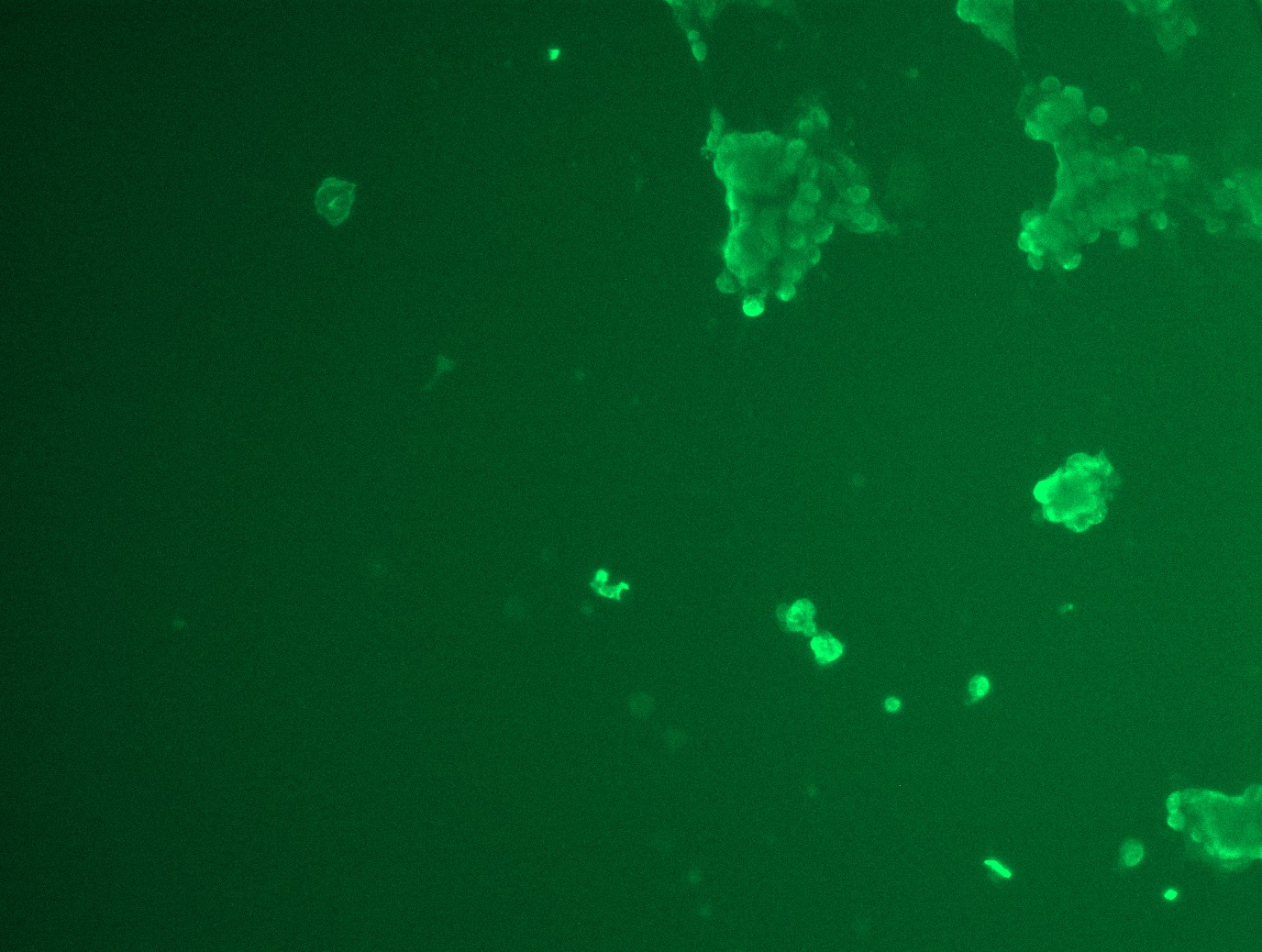 RC213185L1 was used to prepare Lentiviral particles using TR30037 packaging kit. HEK293T cells were transduced with RC213185L1V particle to overexpress human FOXO4-Myc-DDK fusion protein.