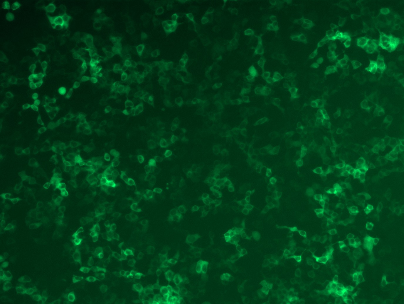 <a href = "https://www.origene.com/catalog/cdna-clones/expression-plasmids/rc216448l2-phospholipase-c-gamma-1-plcg1-nm-002660-human-tagged-lenti-orf-clone" title="RC216448L2" class="">RC216448L2</a> was used to prepare Lentiviral particles using <a href = "https://www.origene.com/catalog/others/lentiviral-packaging-kits/tr30037-lentiviral-packaging-kits" title="TR30037" class="">TR30037</a> packaging kit. HEK293T cells were transduced with RC216448L2V particle to overexpress human PLCG1-mGFP fusion protein.