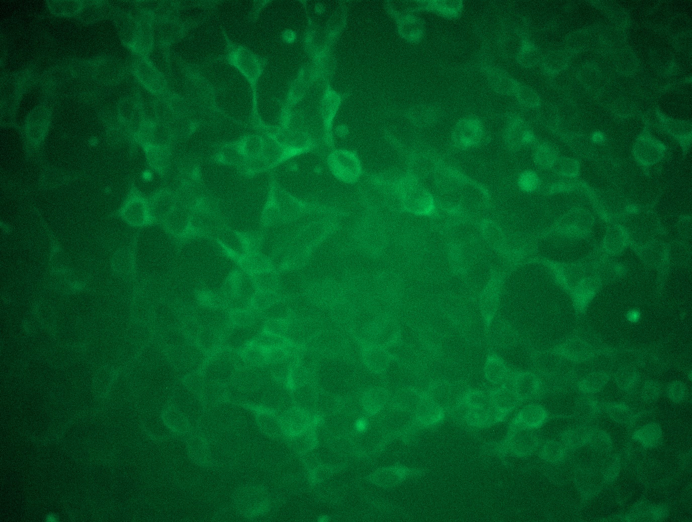 <a href = "https://www.origene.com/catalog/cdna-clones/expression-plasmids/rc222143l1-p2rx7-nm-002562-human-tagged-lenti-orf-clone" title="RC222143L1" class="">RC222143L1</a> was used to prepare Lentiviral particles using <a href = "https://www.origene.com/catalog/others/lentiviral-packaging-kits/tr30037-lentiviral-packaging-kits" title="TR30037" class="">TR30037</a> packaging kit. HEK293T cells were transduced with RC222143L1V particle to overexpress human P2RX7-Myc-DDK fusion protein.