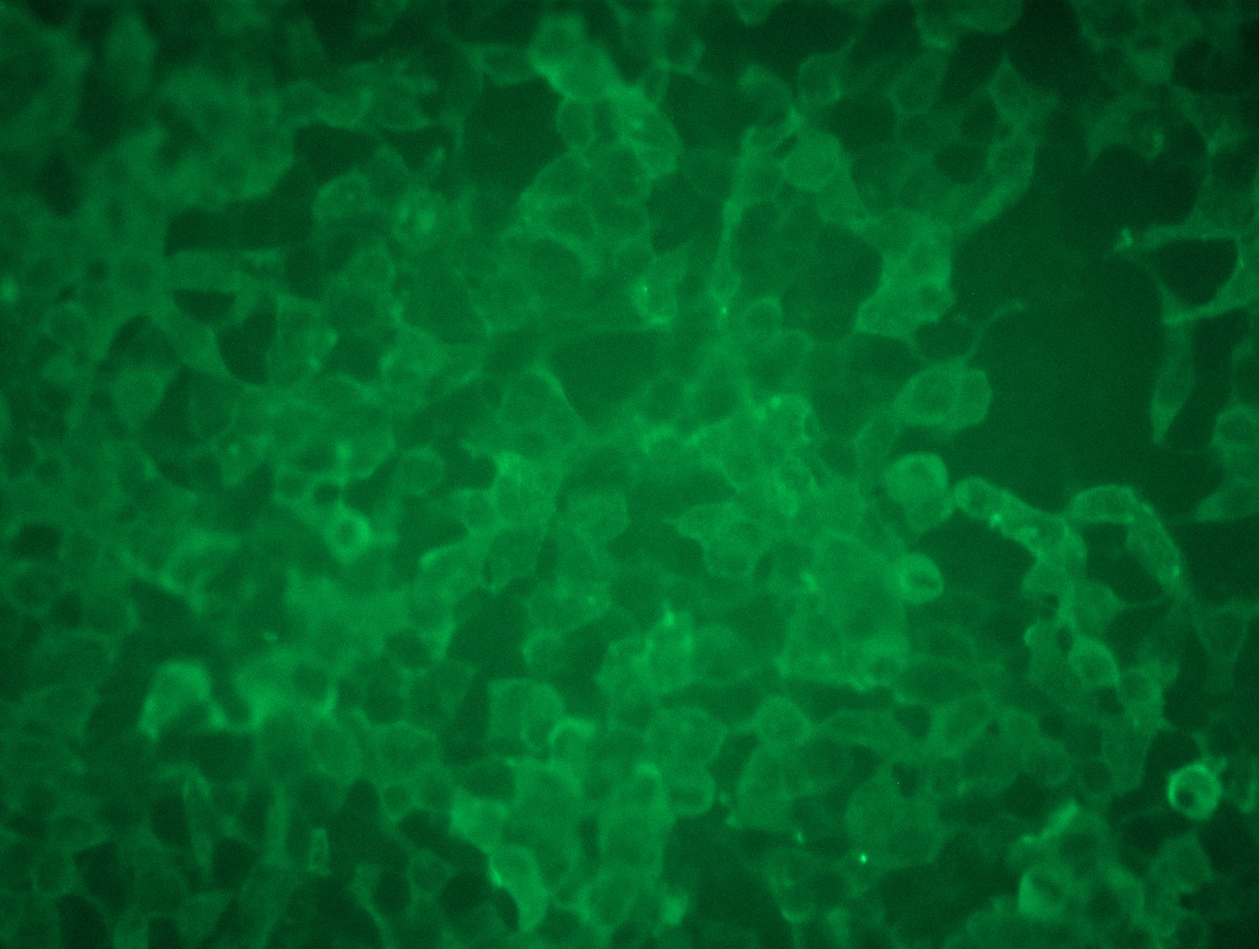 <a href = "https://www.origene.com/catalog/cdna-clones/expression-plasmids/rc223585l3-dynamin-2-dnm2-nm-001005360-human-tagged-lenti-orf-clone" title="RC223585L3" class="">RC223585L3</a> was used to prepare Lentiviral particles using <a href = "https://www.origene.com/catalog/others/lentiviral-packaging-kits/tr30037-lentiviral-packaging-kits" title="TR30037" class="">TR30037</a> packaging kit. HEK293T cells were transduced with RC223585L3V particle to overexpress human DNM2-Myc-DDK fusion protein.