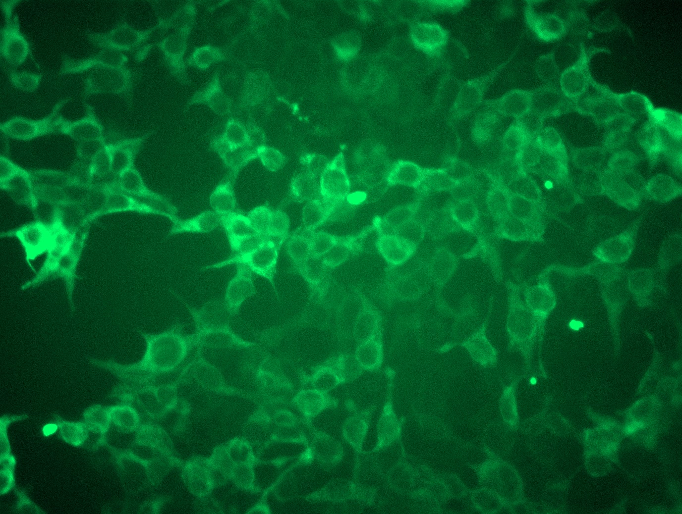 <a href = "https://www.origene.com/catalog/cdna-clones/expression-plasmids/rc223777l3-beta-casein-csn2-nm-001891-human-tagged-lenti-orf-clone" title="RC223777L3" class="">RC223777L3</a> was used to prepare Lentiviral particles using <a href = "https://www.origene.com/catalog/others/lentiviral-packaging-kits/tr30037-lentiviral-packaging-kits" title="TR30037" class="">TR30037</a> packaging kit. HEK293T cells were transduced with RC223777L3V particle to overexpress human CSN2-Myc-DDK fusion protein.