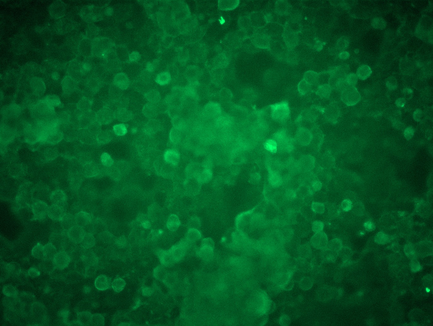 <a href = "https://www.origene.com/catalog/cdna-clones/expression-plasmids/rc224141l3-pd-l2-pdcd1lg2-nm-025239-human-tagged-lenti-orf-clone" title="RC224141L3" class="">RC224141L3</a> was used to prepare Lentiviral particles using <a href = "https://www.origene.com/catalog/others/lentiviral-packaging-kits/tr30037-lentiviral-packaging-kits" title="TR30037" class="">TR30037</a> packaging kit. HEK293T cells were transduced with RC224141L3V particle to overexpress human PDCD1LG2-Myc-DDK fusion protein.