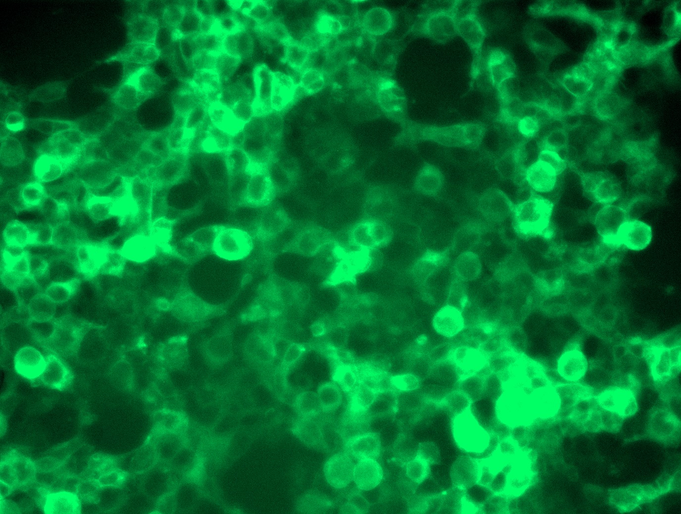 <a href = "https://www.origene.com/catalog/cdna-clones/expression-plasmids/rc224141l4-pd-l2-pdcd1lg2-nm-025239-human-tagged-lenti-orf-clone" title="RC224141L4" class="">RC224141L4</a> was used to prepare Lentiviral particles using <a href = "https://www.origene.com/catalog/others/lentiviral-packaging-kits/tr30037-lentiviral-packaging-kits" title="TR30037" class="">TR30037</a> packaging kit. HEK293T cells were transduced with RC224141L4V particle to overexpress human PDCD1LG2-mGFP fusion protein.