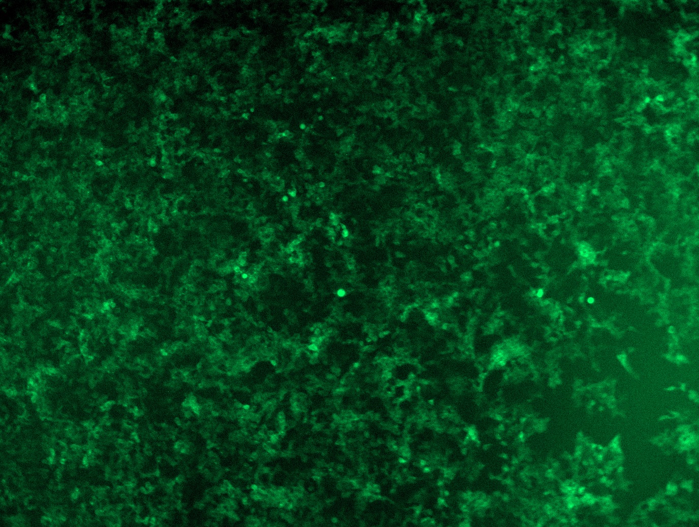 RC225864L4 was used to prepare Lentiviral particles using TR30037 packaging kit. HEK293T cells were transduced with RC225864L4V particle to overexpress human YAP1-mGFP fusion protein.
