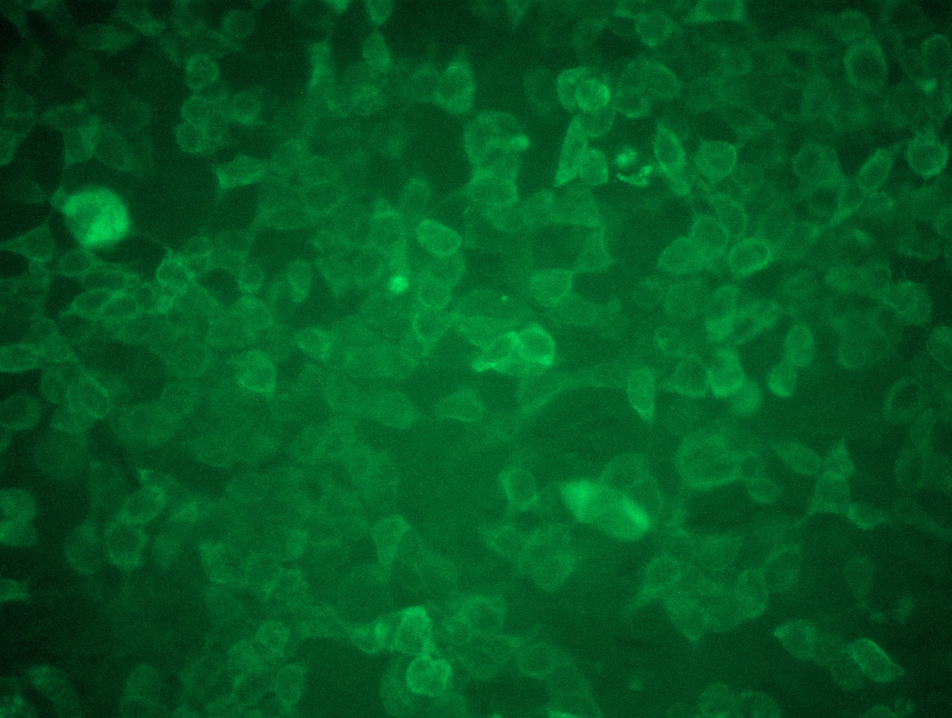RC226320L3 was used to prepare Lentiviral particles using TR30037 packaging kit. HEK293T cells were transduced with RC226320L3V particle to overexpress human ITGAL-Myc-DDK fusion protein.
