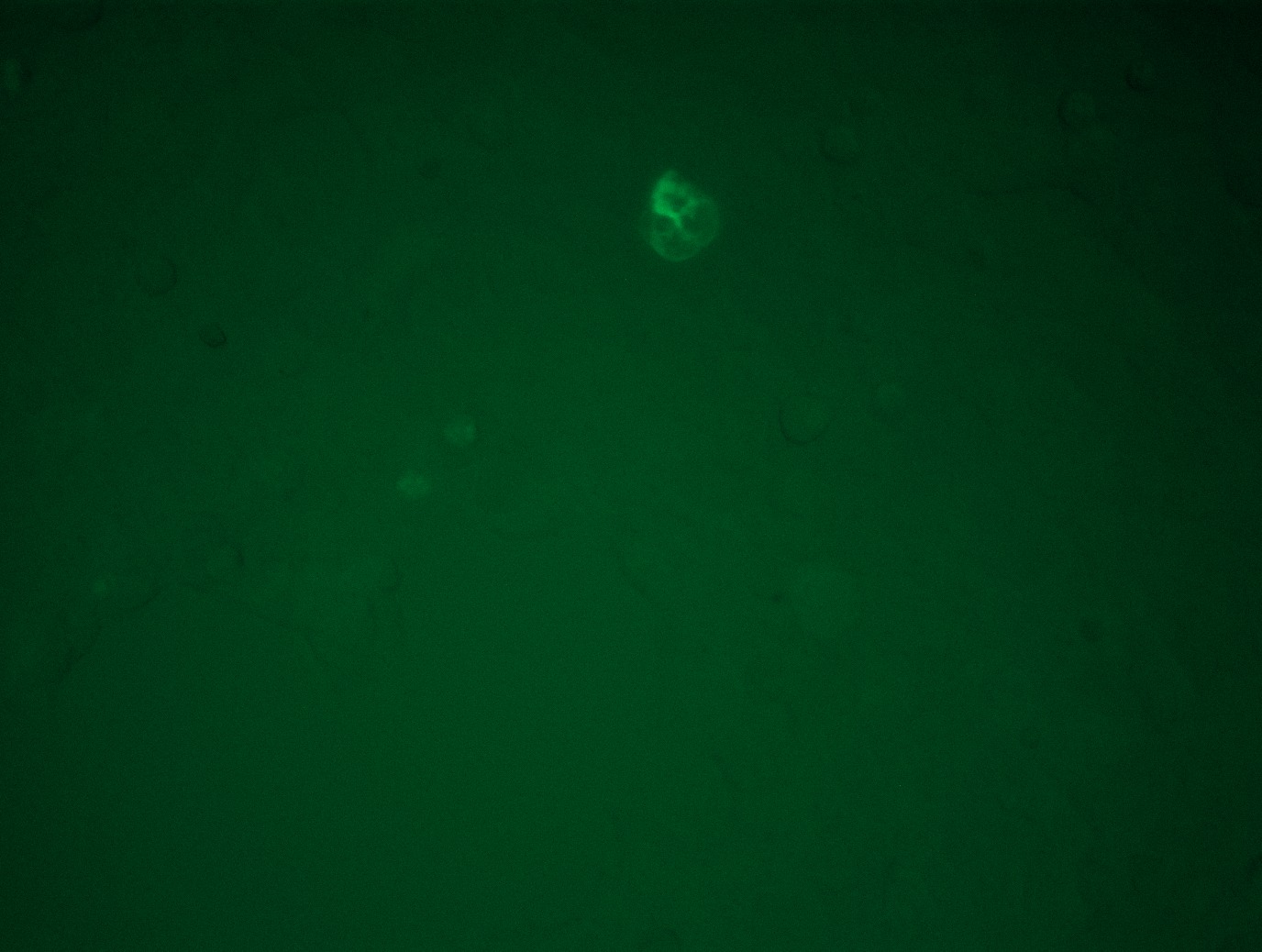 RC228491L4 was used to prepare Lentiviral particles using TR30037 packaging kit. HEK293T cells were transduced with RC228491L4V particle to overexpress human GPC3-mGFP fusion protein.