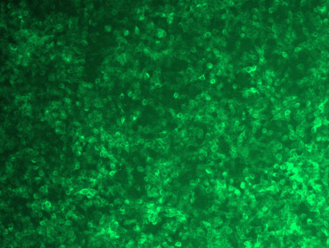 MR223340L4 was used to prepare Lentiviral particles using TR30037 packaging kit. HEK293T cells were transduced with MR223340L4V particle to overexpress human H2-T23-mGFP fusion protein.