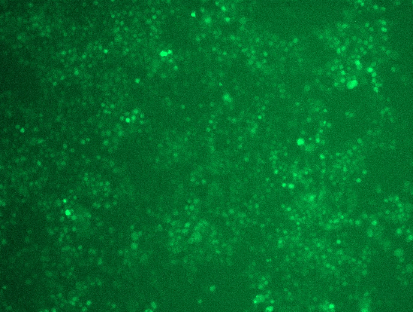 MR224158L4 was used to prepare Lentiviral particles using TR30037 packaging kit. HEK293T cells were transduced with MR224158L4V particle to overexpress human Ccno-mGFP fusion protein.