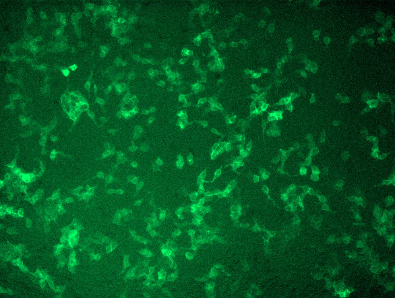 <a href = "https://www.origene.com/catalog/cdna-clones/expression-plasmids/mr227101l2-kl-nm-013823-mouse-tagged-lenti-orf-clone" title="MR227101L2" class="">MR227101L2</a> was used to prepare Lentiviral particles using <a href = "https://www.origene.com/catalog/others/lentiviral-packaging-kits/tr30037-lentiviral-packaging-kits" title="TR30037" class="">TR30037</a> packaging kit. HEK293T cells were transduced with MR227101L2V particle to overexpress human Kl-mGFP fusion protein.