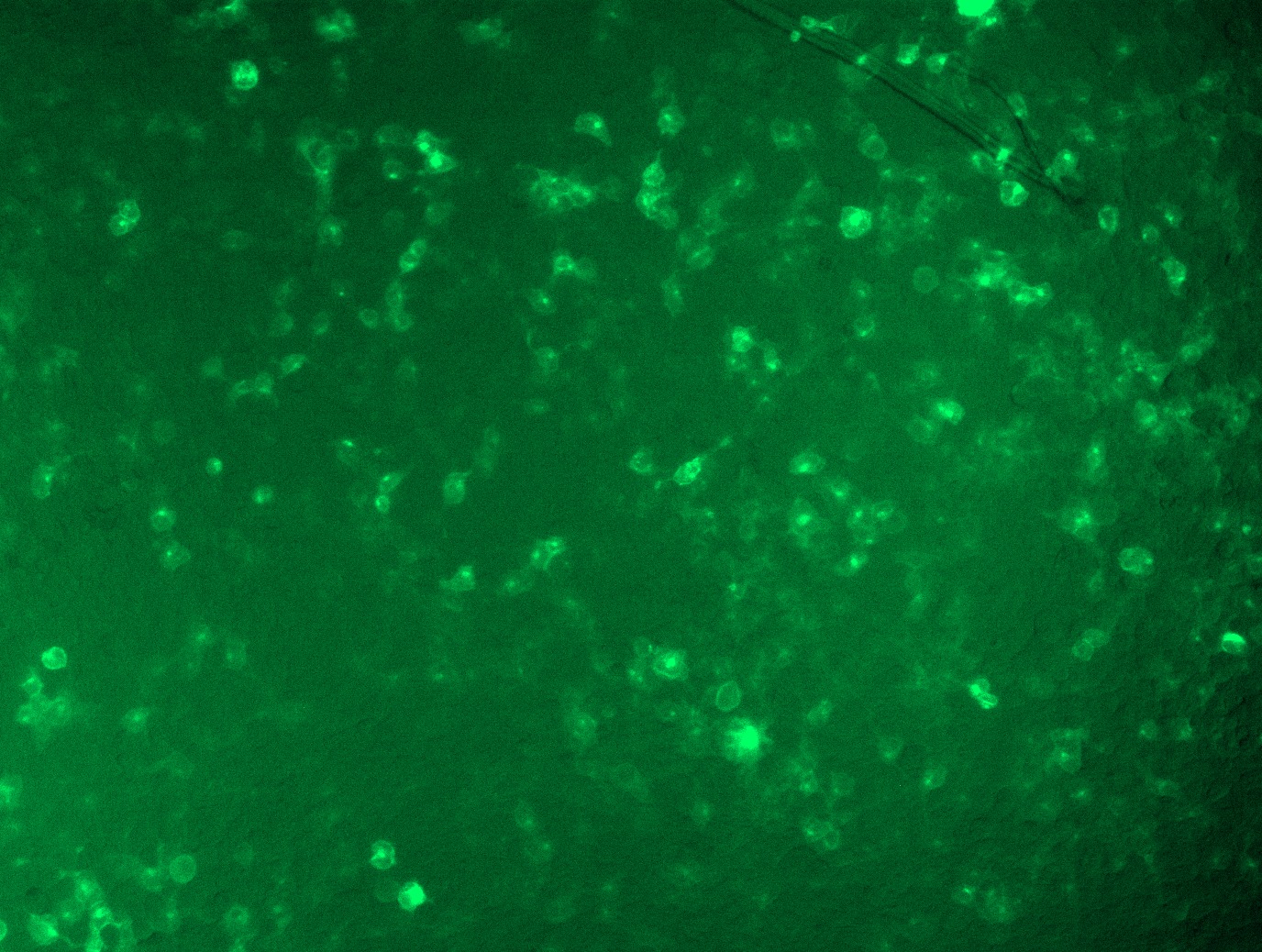 MR227195L4 was used to prepare Lentiviral particles using TR30037 packaging kit. HEK293T cells were transduced with MR227195L4V particle to overexpress human Ace2-mGFP fusion protein.