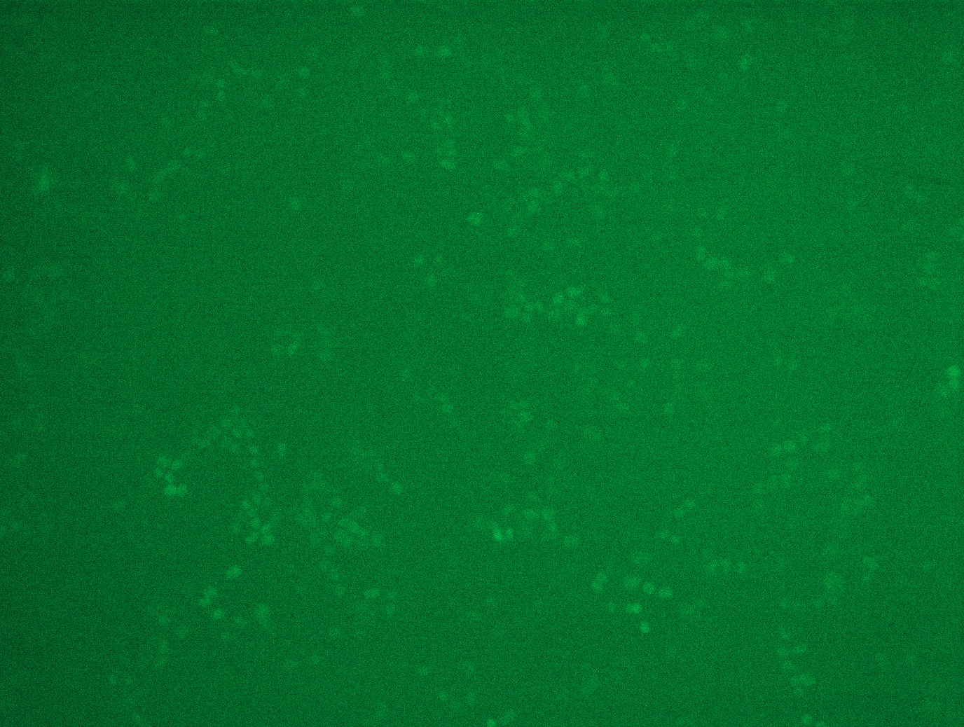 NRL (NM_006177) Human Tagged ORF Clone Lentiviral Particle