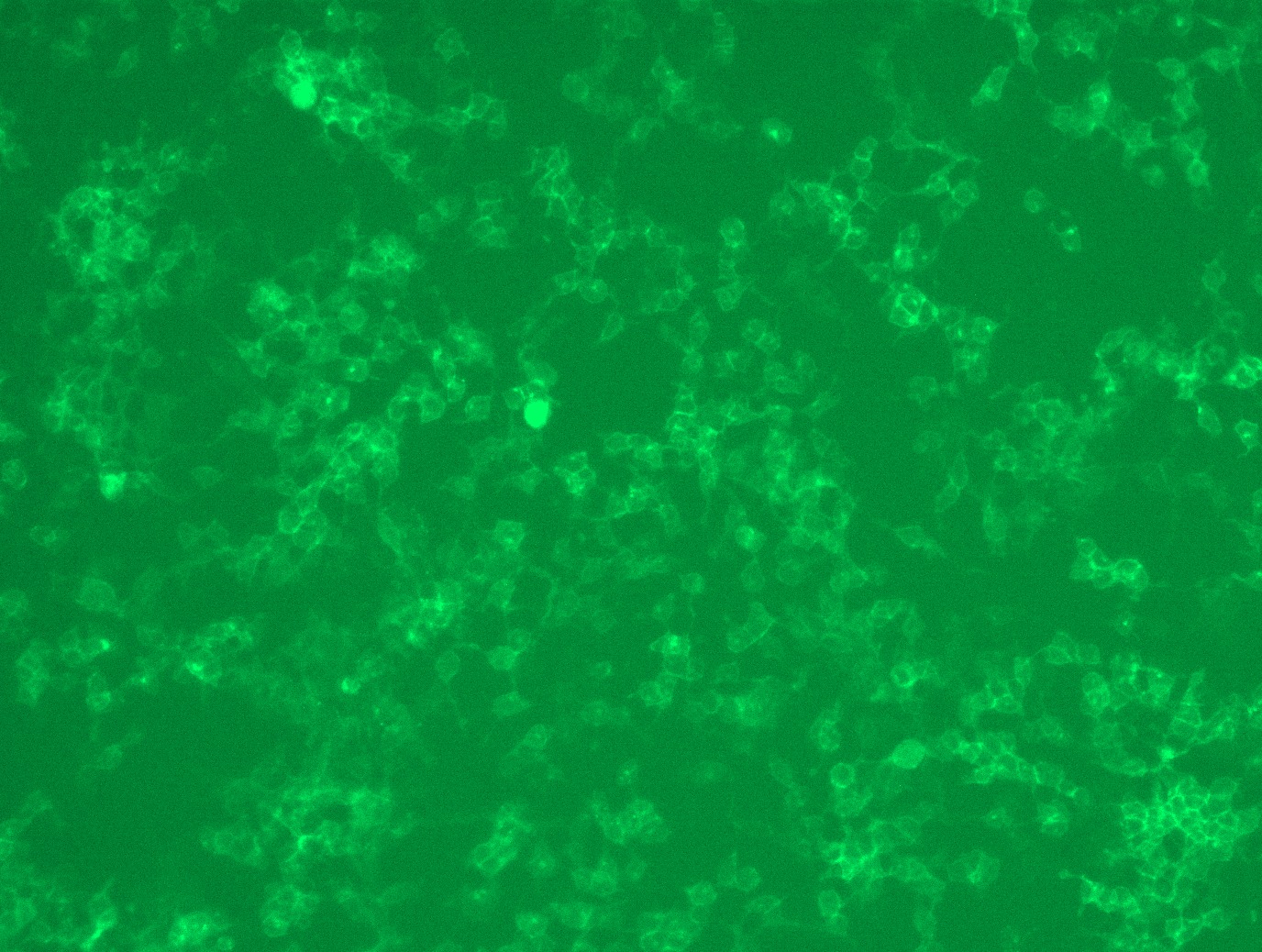 RC202519L4 was used to prepare Lentiviral particles using TR30037 packaging kit. HEK293T cells were transduced with RC202519L4V particle to overexpress human TACSTD2-mGFP fusion protein.